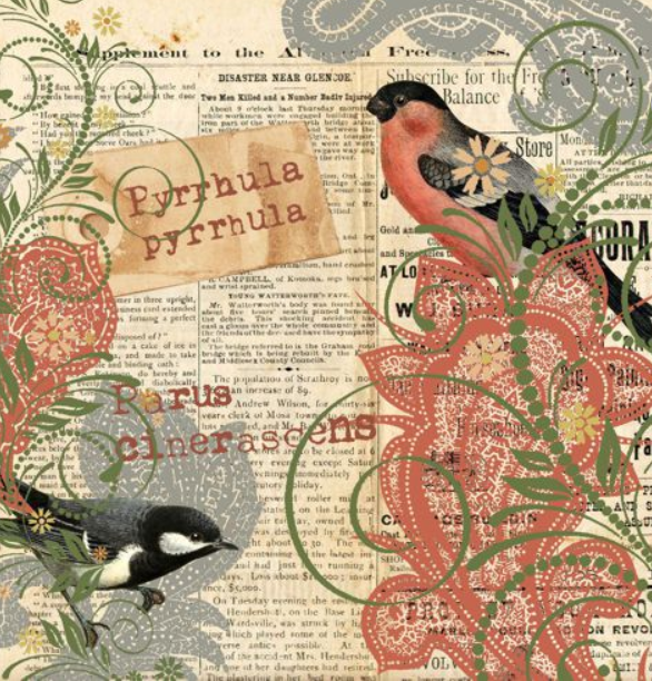 Robin-Vögel & Zeitung - Birds & Newspaper - Oiseaux et les journaux