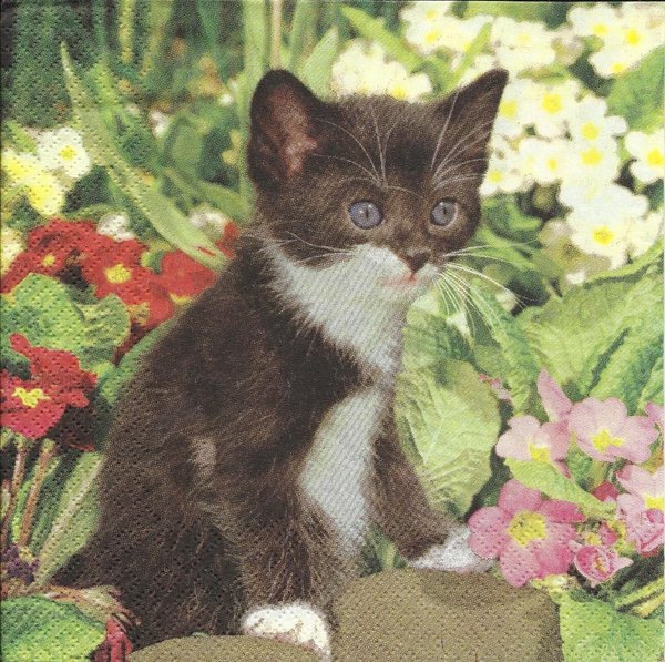 Katze in Blumen - cat in flower- chat et fleurs