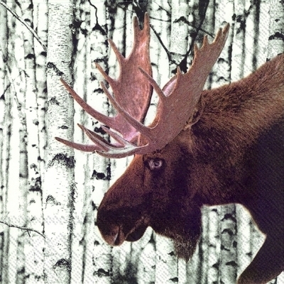 Photo Elk