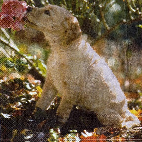 Dog with flower, Hund mit Blüte