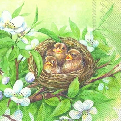 Chicks nesting