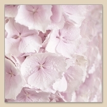 pink flower hortensia