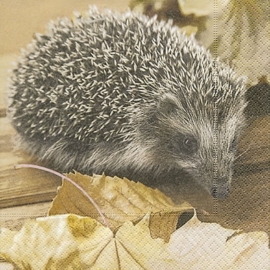 Hedgehog Igel