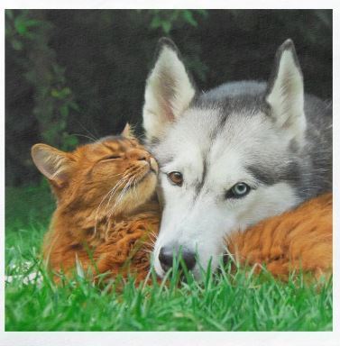 Somalische Katze und Hund , Husky