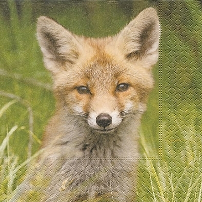 Foxy Fox Fuchs