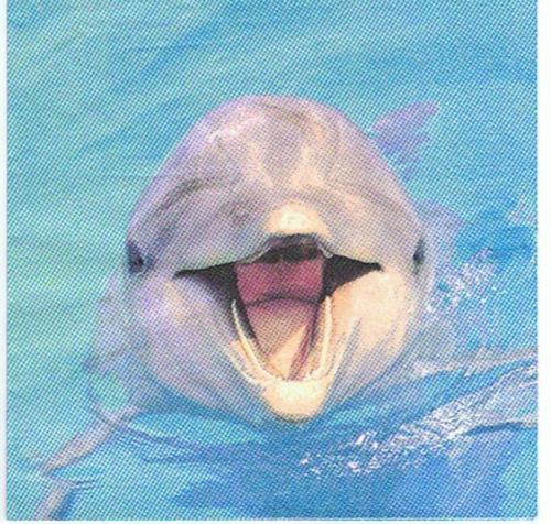 Delphin Dolphin
