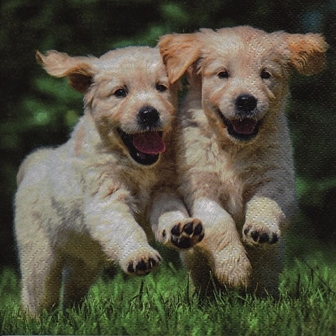 Happy puppys, dog