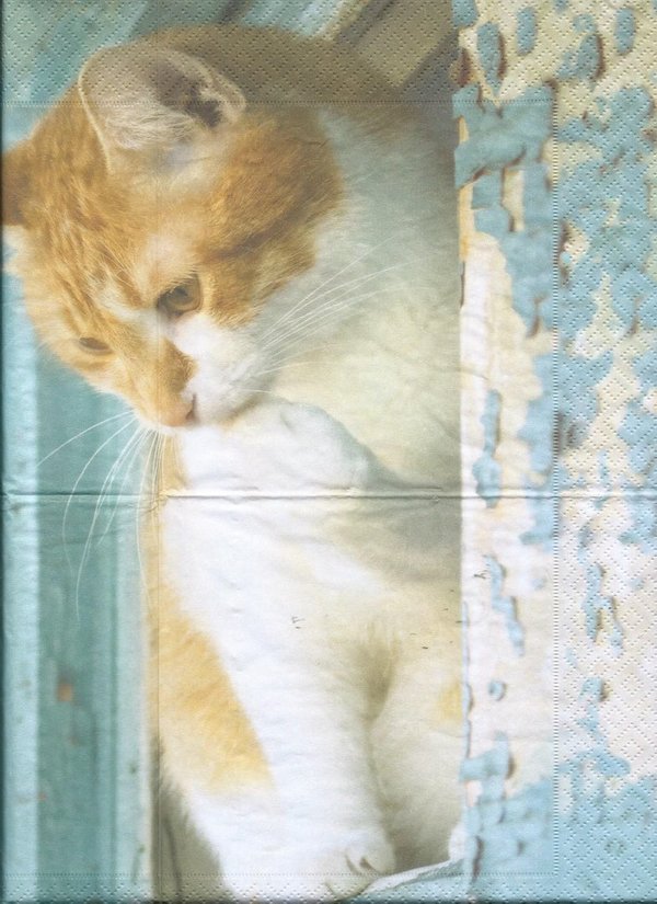 Katze auf Fenstersims 1
