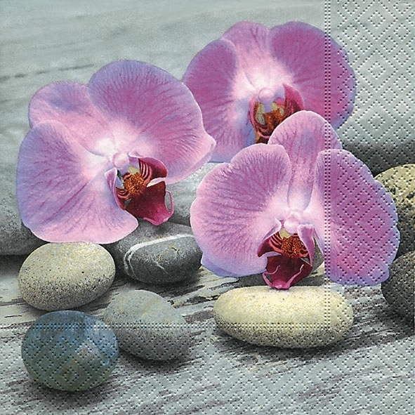 orchids on stones