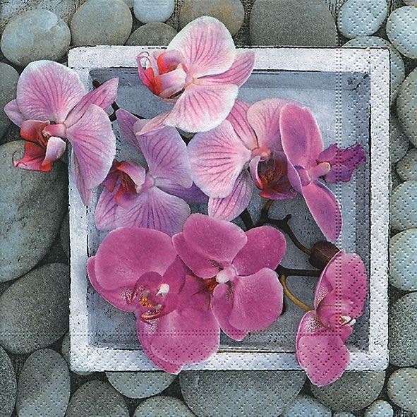 Orchids in frame stone