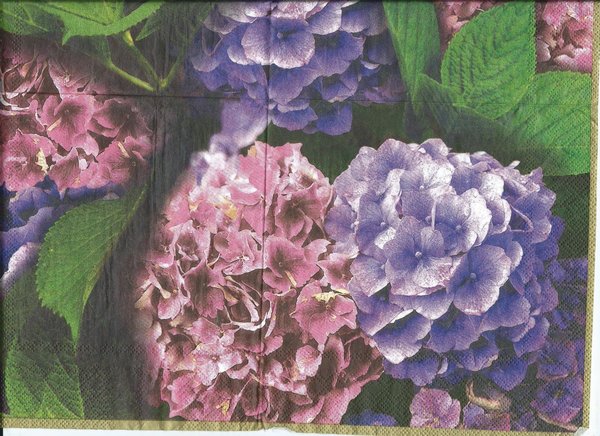 hydrangea lilac   Hortensie