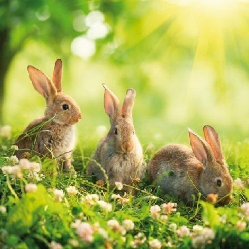 Kaninchen -Wiese