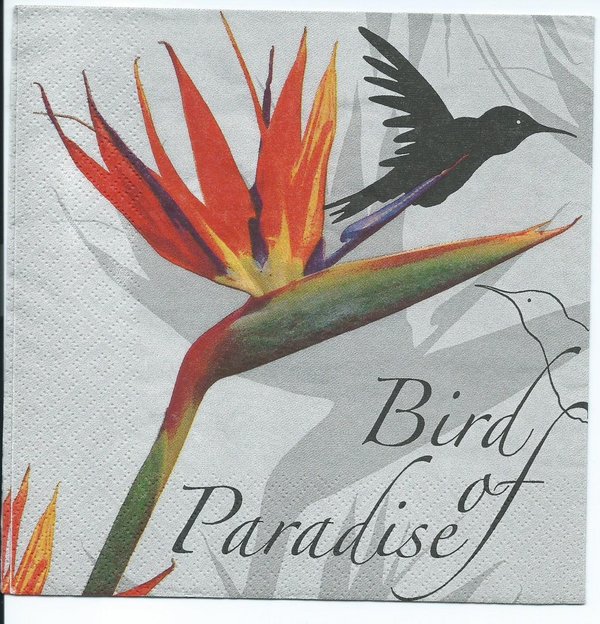Bird of Paradise black Strelitzie