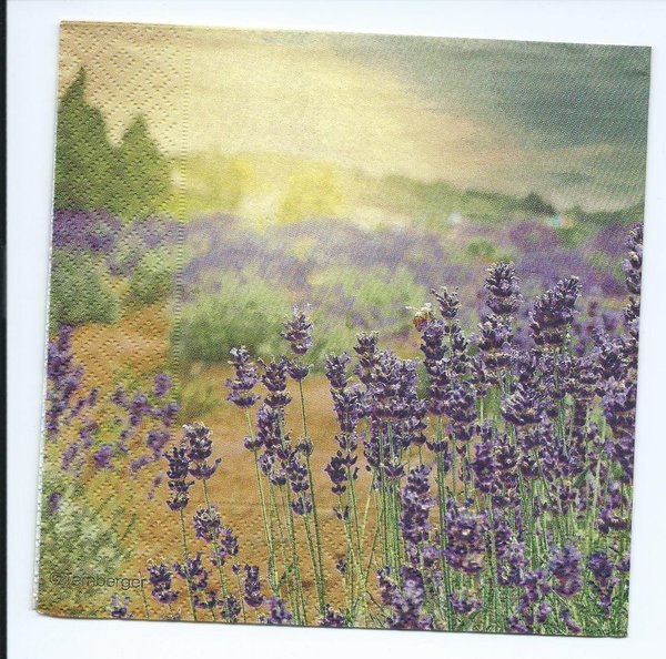 Lavendelfeld   Provence