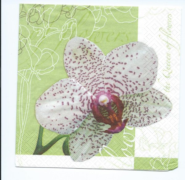 Orchid - queen of flower green