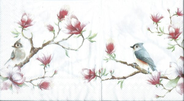spring melody birds magnolia