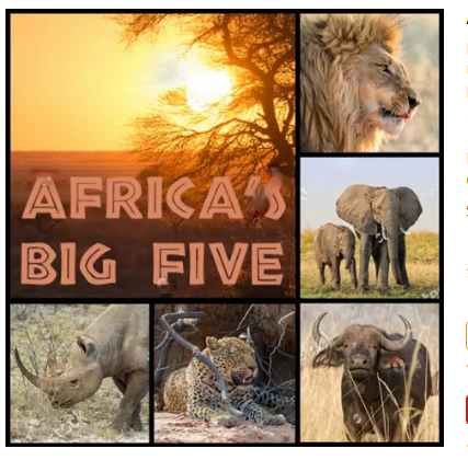 Africas five