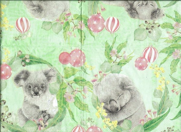 sweet koala