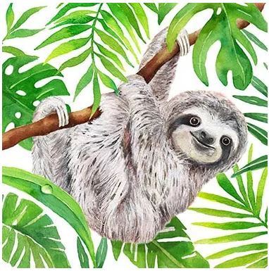 tropical sloth