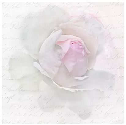 Pink rose letter