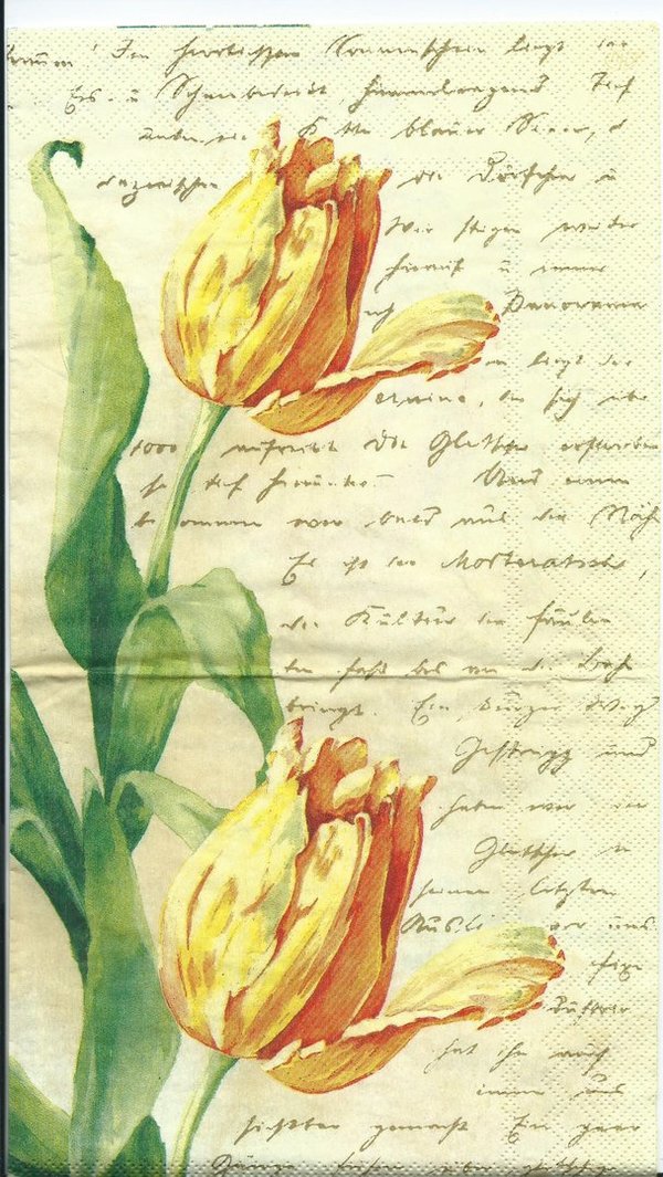 Poesie creme Tulpen