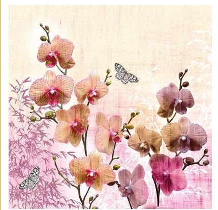 Orchids Orient