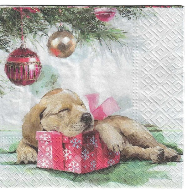 Hund mit Geschenke , Cozy Christmas