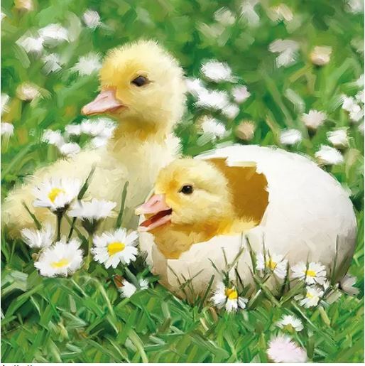 Newborn chicks