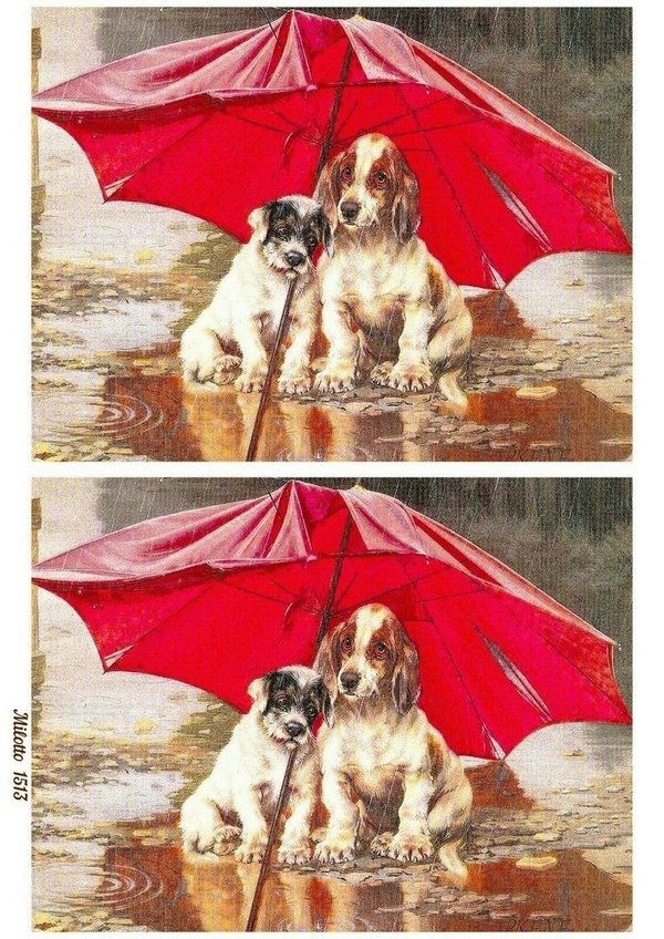Reispapier Hunde Regen