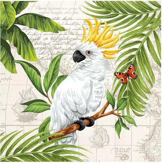 Cockatoo  , Vogel tropisch
