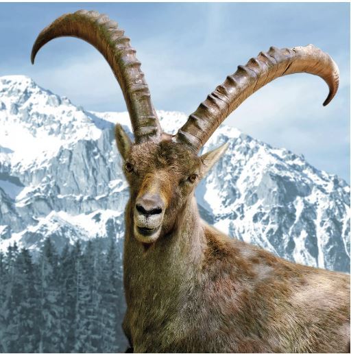 Cabra ibex,  Steinbock